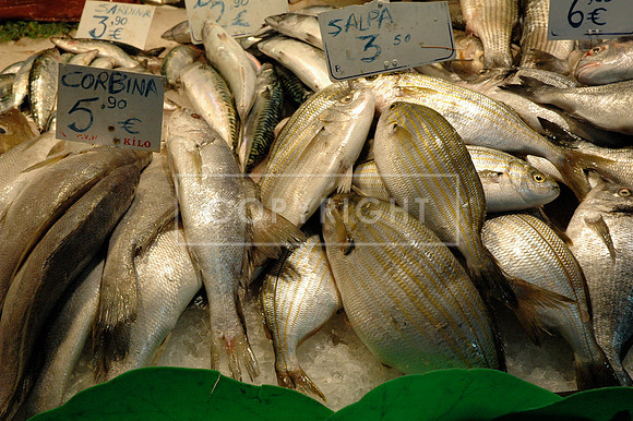 Today's Catch