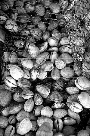 NOP_6475 BW